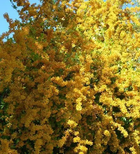 Dom wakacyjny Maison Dans L'entre-deux-mers Saint-Vincent-de-Pertignas